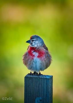 13 fotoSebastjan Zelič